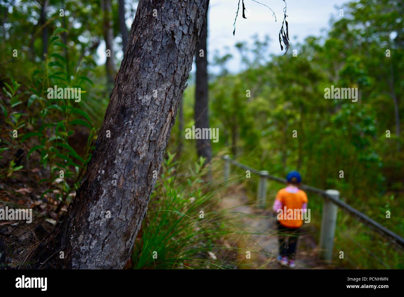 Los niños caminando a través de un bosque, Cardwell, Queensland, Australia Foto de stock