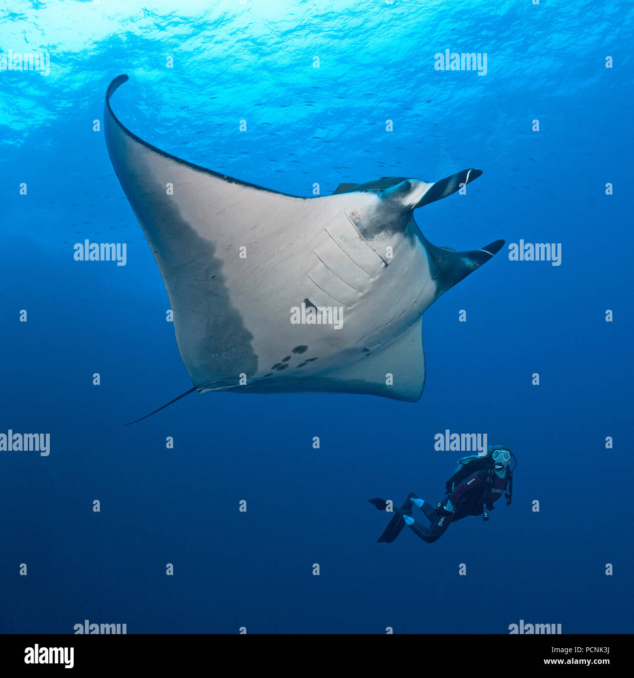 Scuba Diver Piscina oceánica con una gigantesca manta ray (Manta birostris), Isla San Benedicto, Revillagigedo-Inseln, México Foto de stock