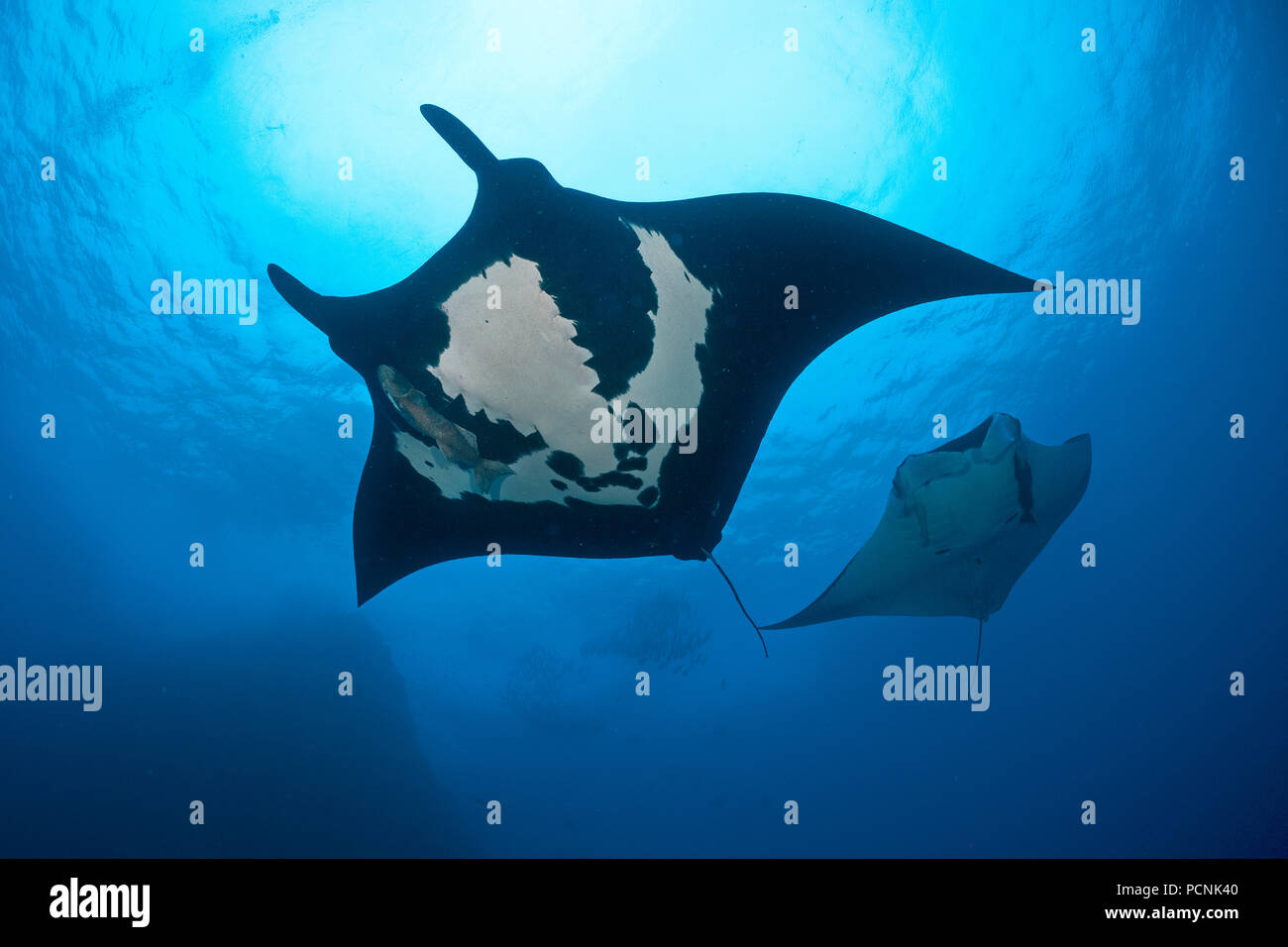 Dos gigantes de Oceanic manta raya (Manta birostris) con sharksucker (Echeneidae), Isla San Benedicto, Revillagigedo-Inseln, México Foto de stock