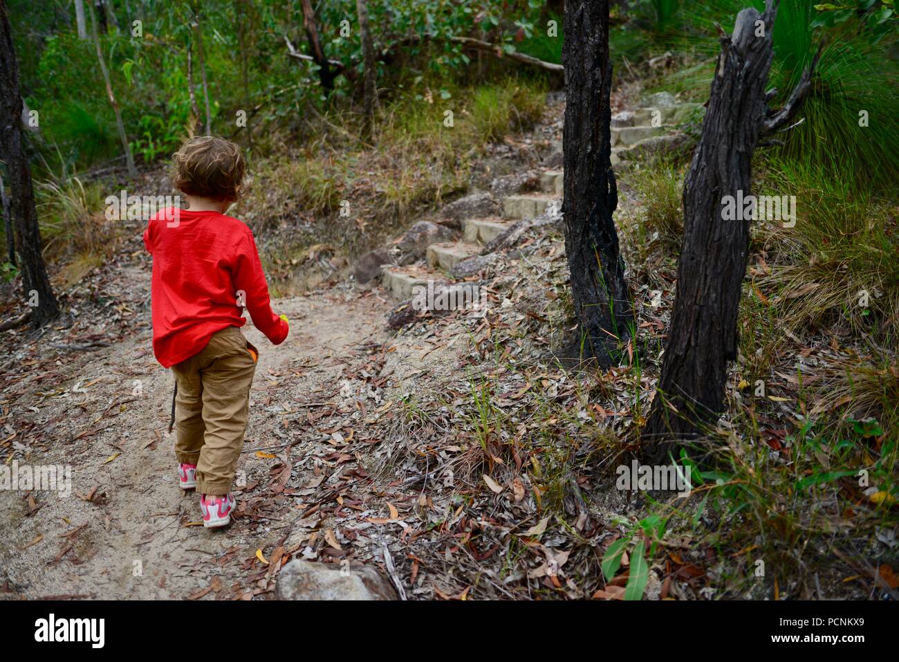 Un niño solitario caminando a través de un bosque, Cardwell, Queensland, Australia Foto de stock