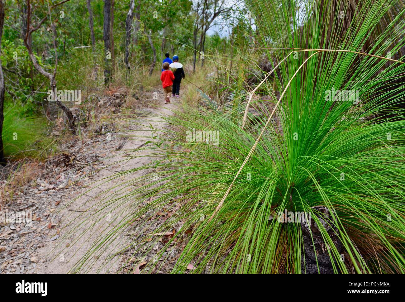 La madre camina con los niños a través de un bosque, Cardwell, Queensland, Australia Foto de stock