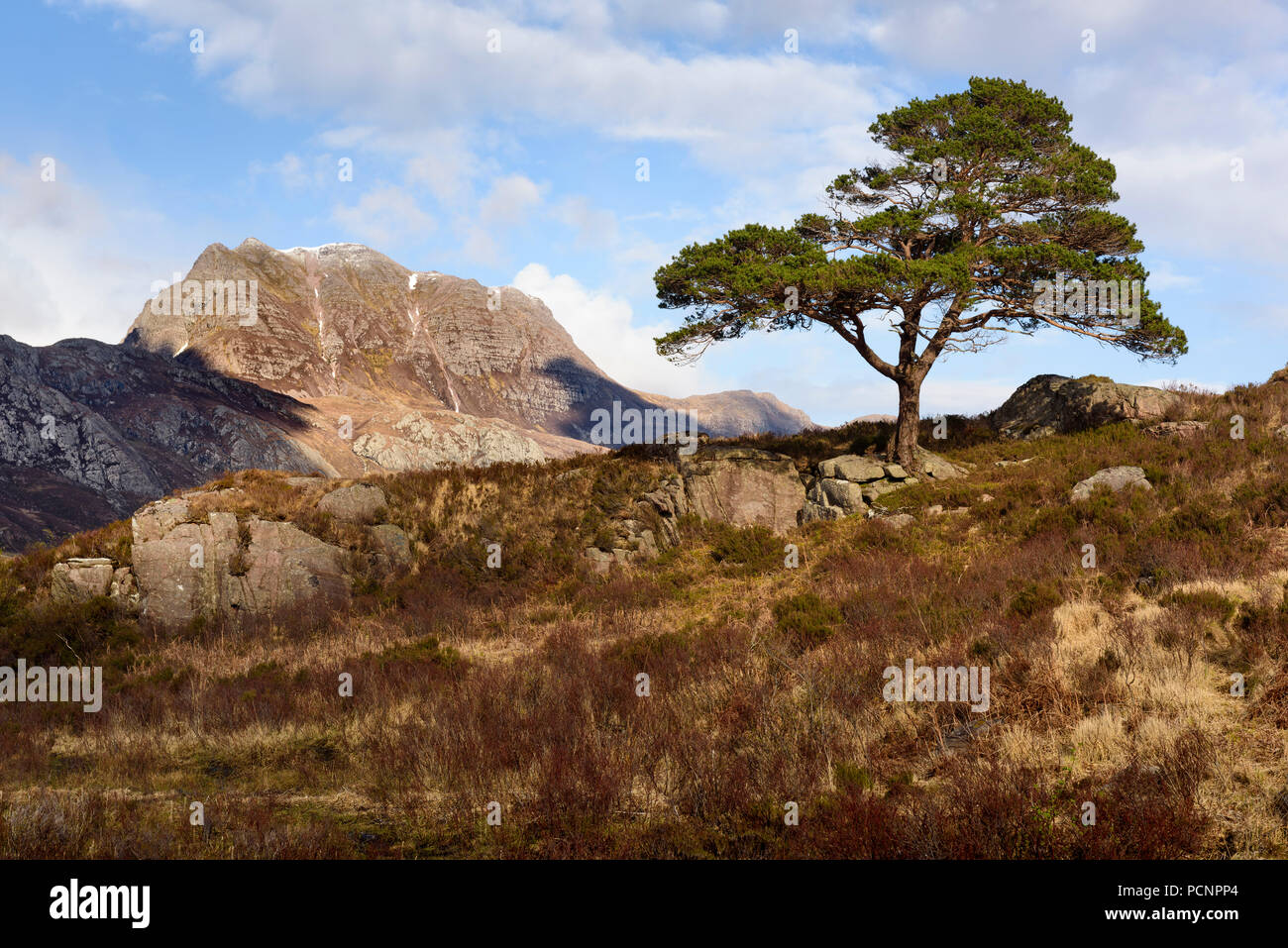 Y un solitario Slioch Pino Silvestre en las Tierras Altas de Escocia Foto de stock