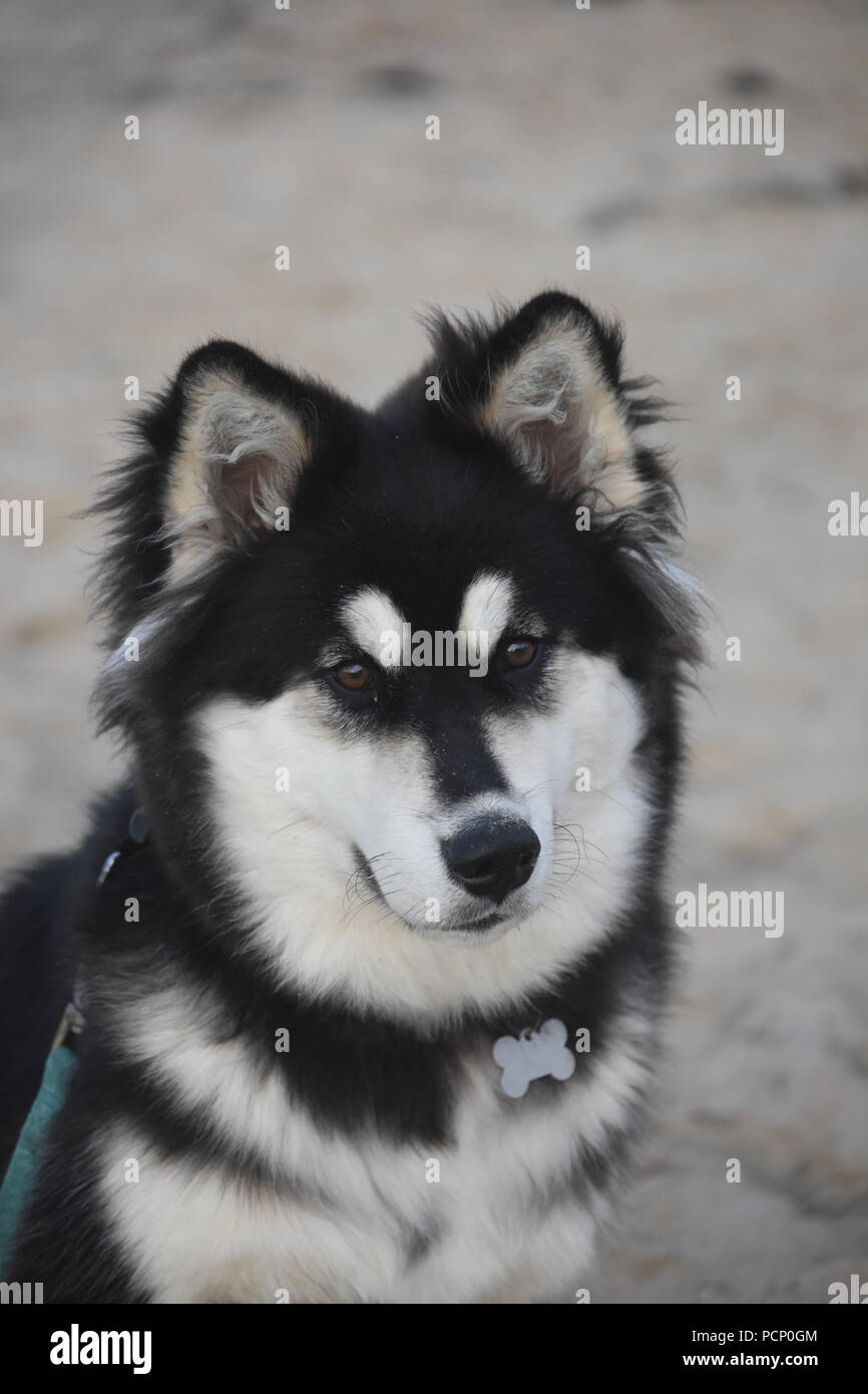 Adorable Husky Siberiano Blanco Y Negro Con Orejas Esponjosas Fotografia De Stock Alamy