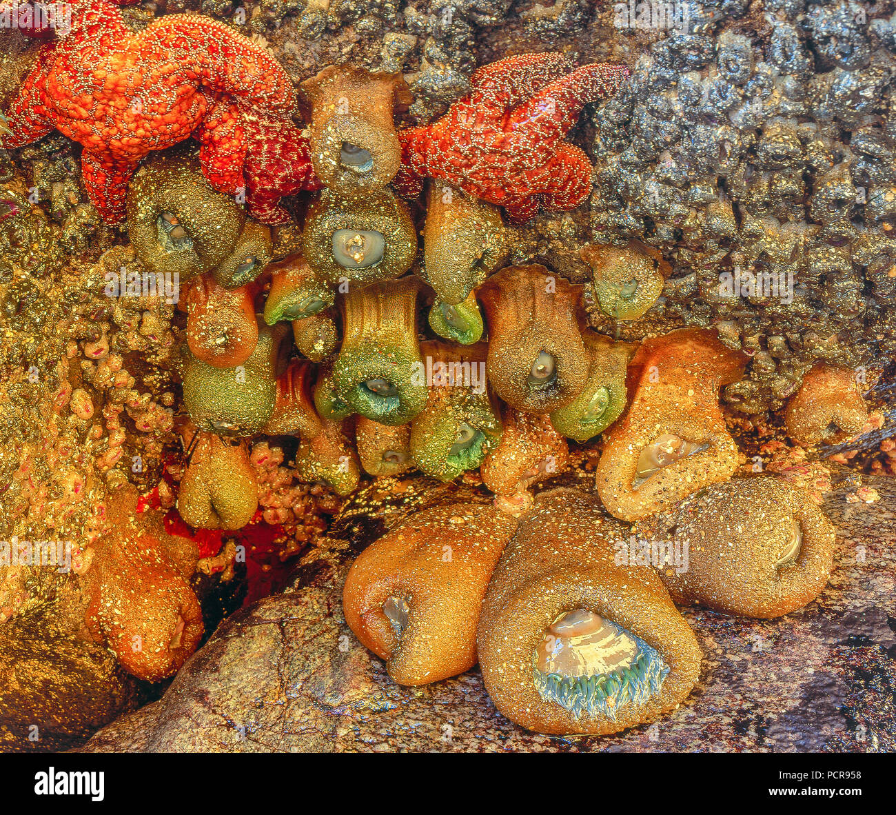 Detalle del arricife, Point Reyes National Seashore, Marin County, California Foto de stock