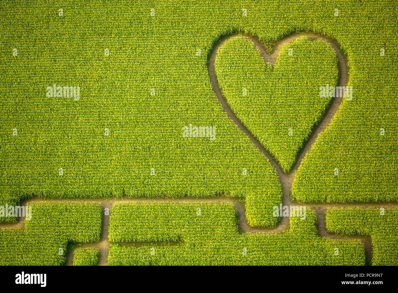 Corazón en el campo de maíz, maíz laberinto en un campo de maíz en Herten, caminos en el campo de maíz, corazón verde, con forma de corazón, en forma de corazón, Herten, área de Ruhr, Renania del Norte-Westfalia, Alemania Foto de stock