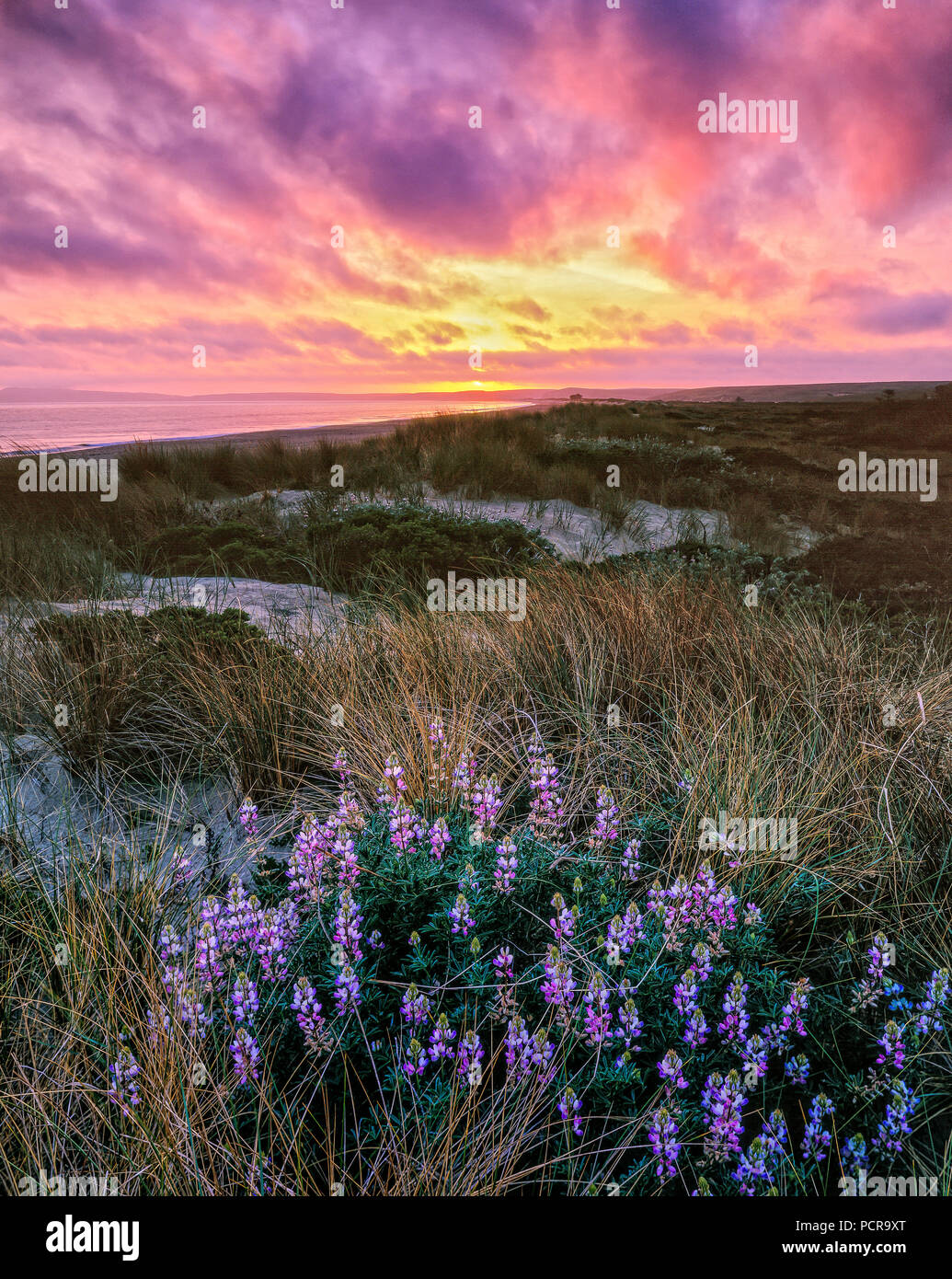 Sunset, altramuz, Limantour Beach, Point Reyes National Seashore, California, Marin County, California Foto de stock