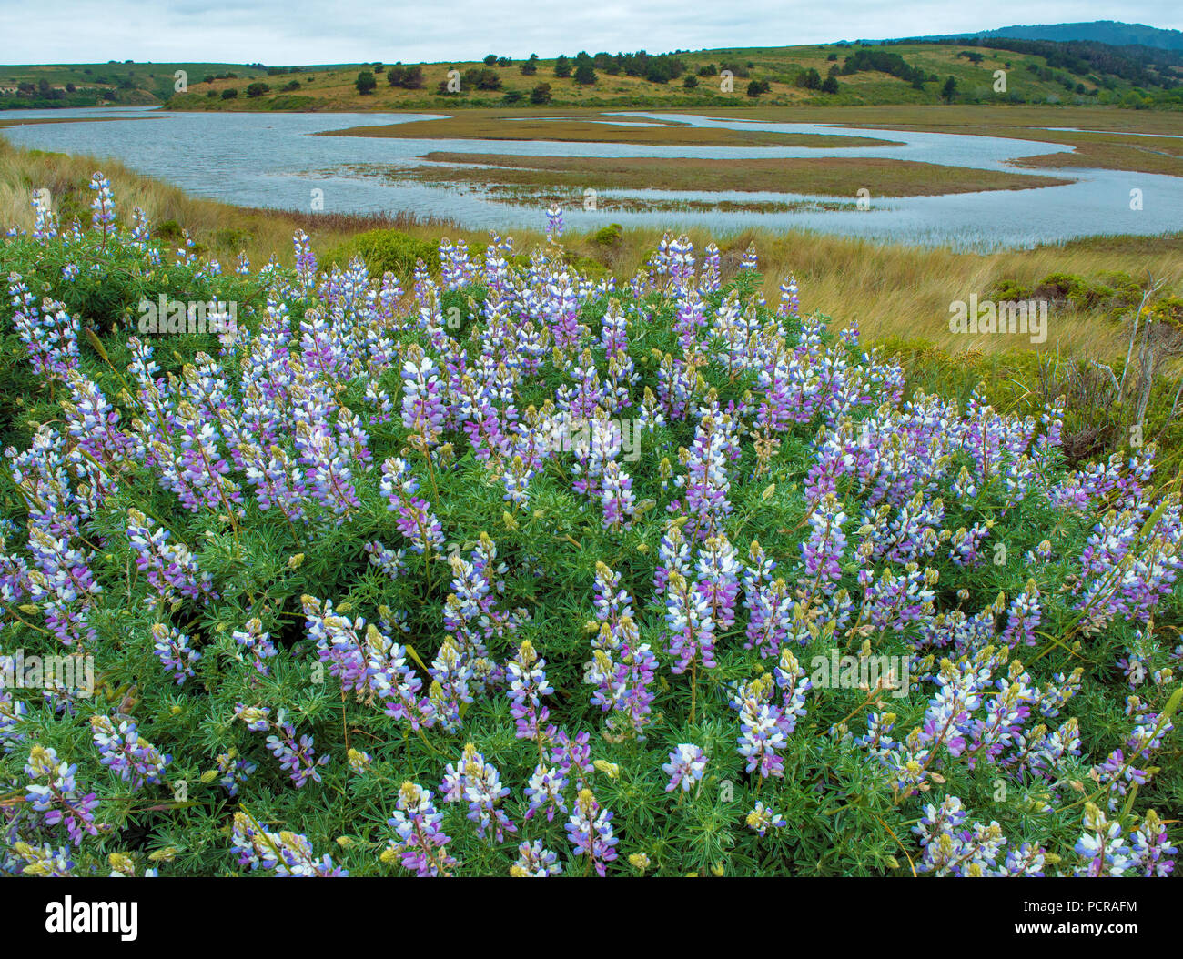 Altramuz azul, Lupinus angustifolius, Limantour Estero, Point Reyes National Seashore, Marin County, California Foto de stock