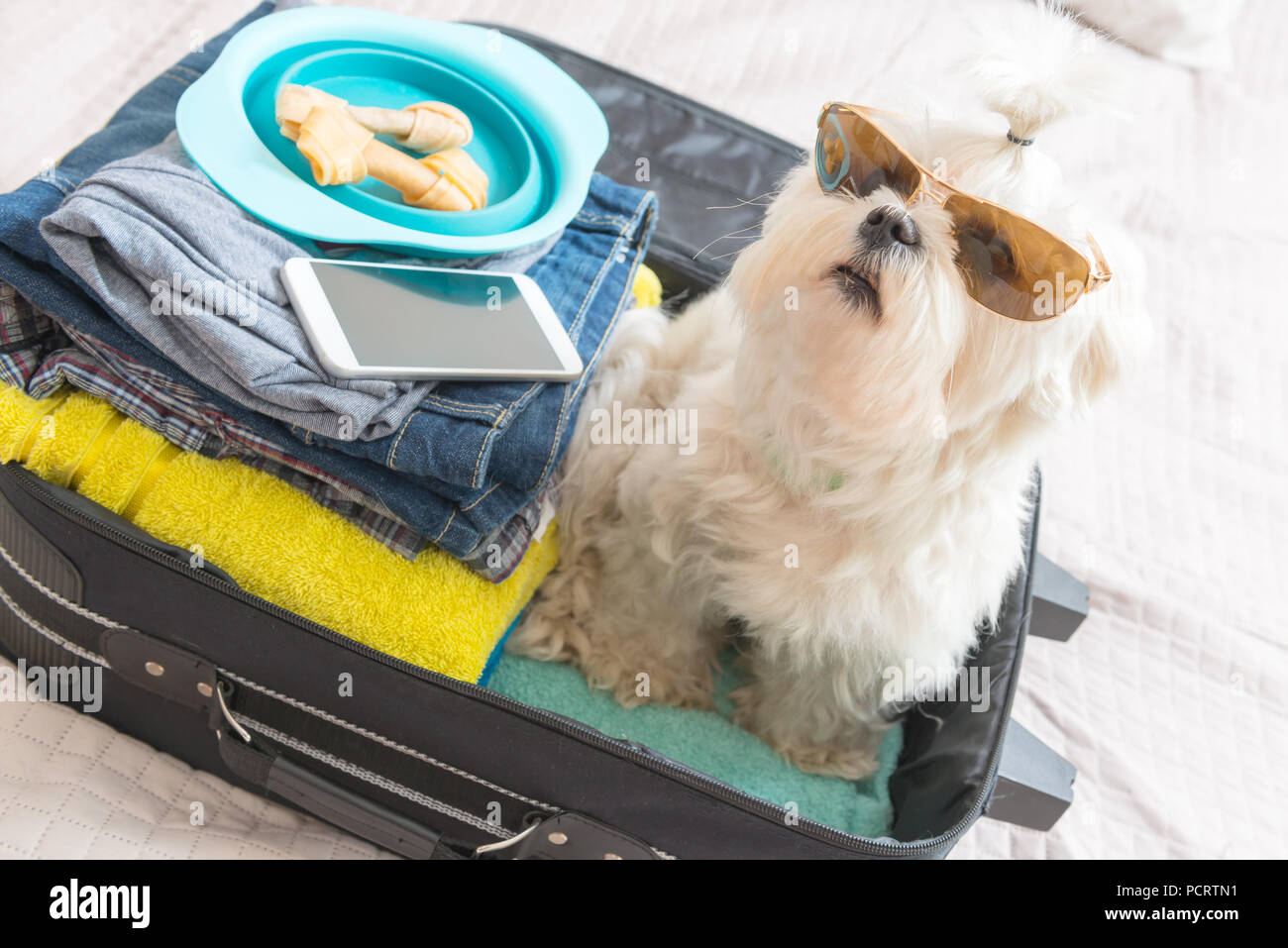 Pequeño perro maltese sentado en la maleta o bolso con gafas de sol y  esperando un viaje Fotografía de stock - Alamy