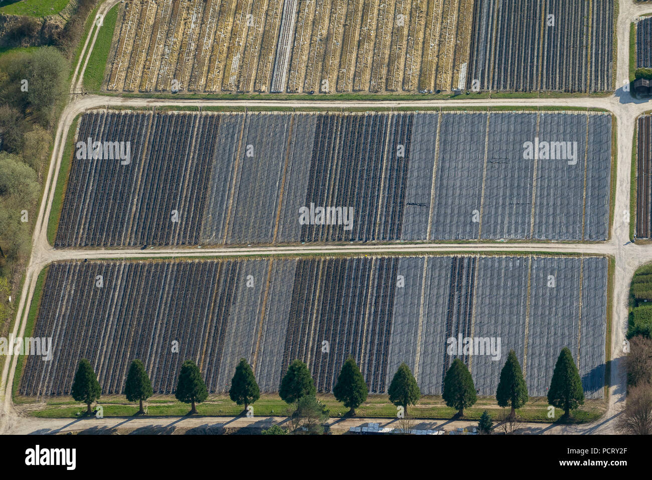 Fila de Sequoia (familia Sequoioideae) familia de plantas de ciprés en frente de las filas de la producción de árboles frutales, vivero Kramer, fotografía aérea de Detmold Foto de stock
