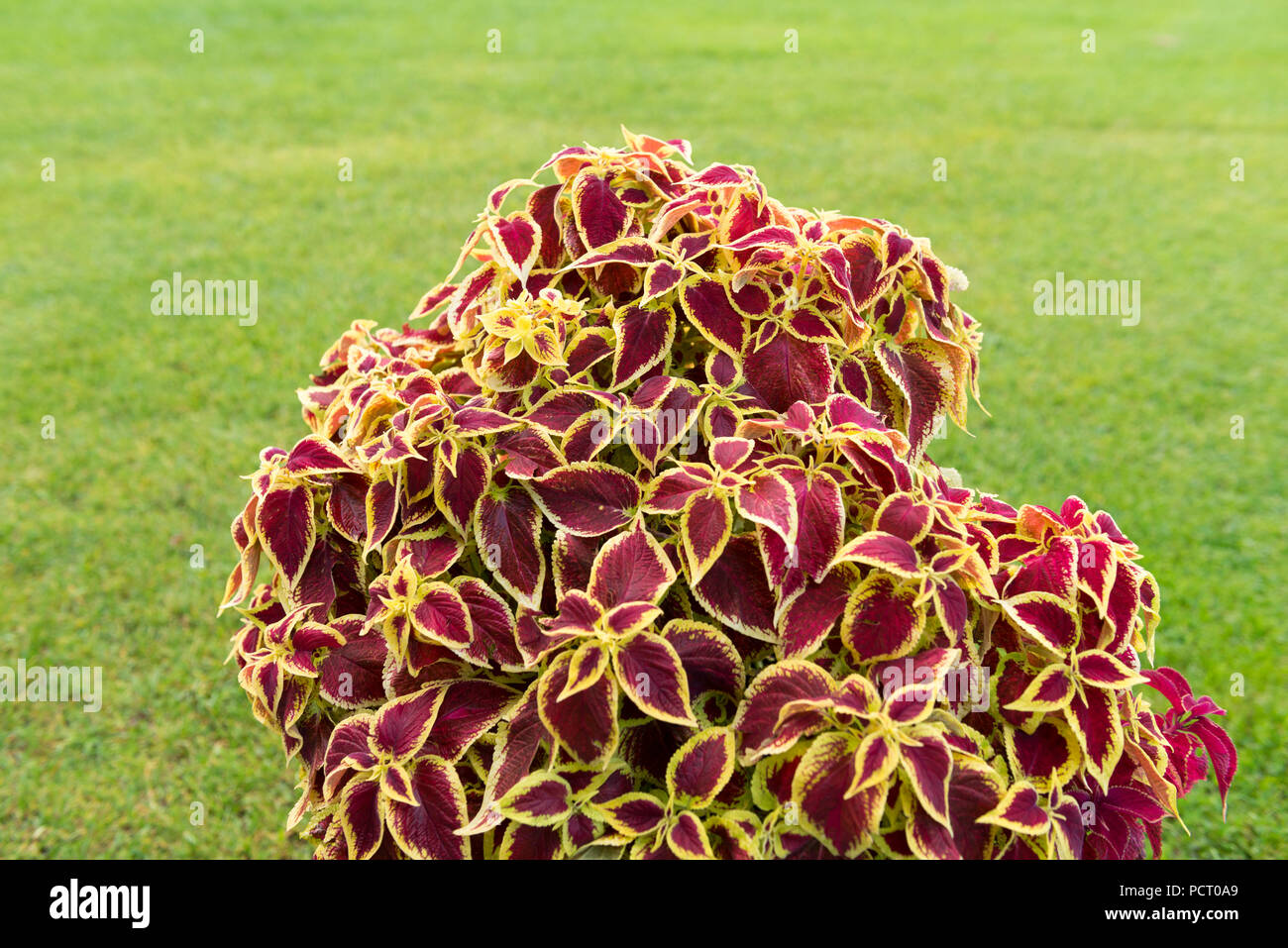 Loasaceae, Coleus blumei híbrido, planta ornamental Foto de stock