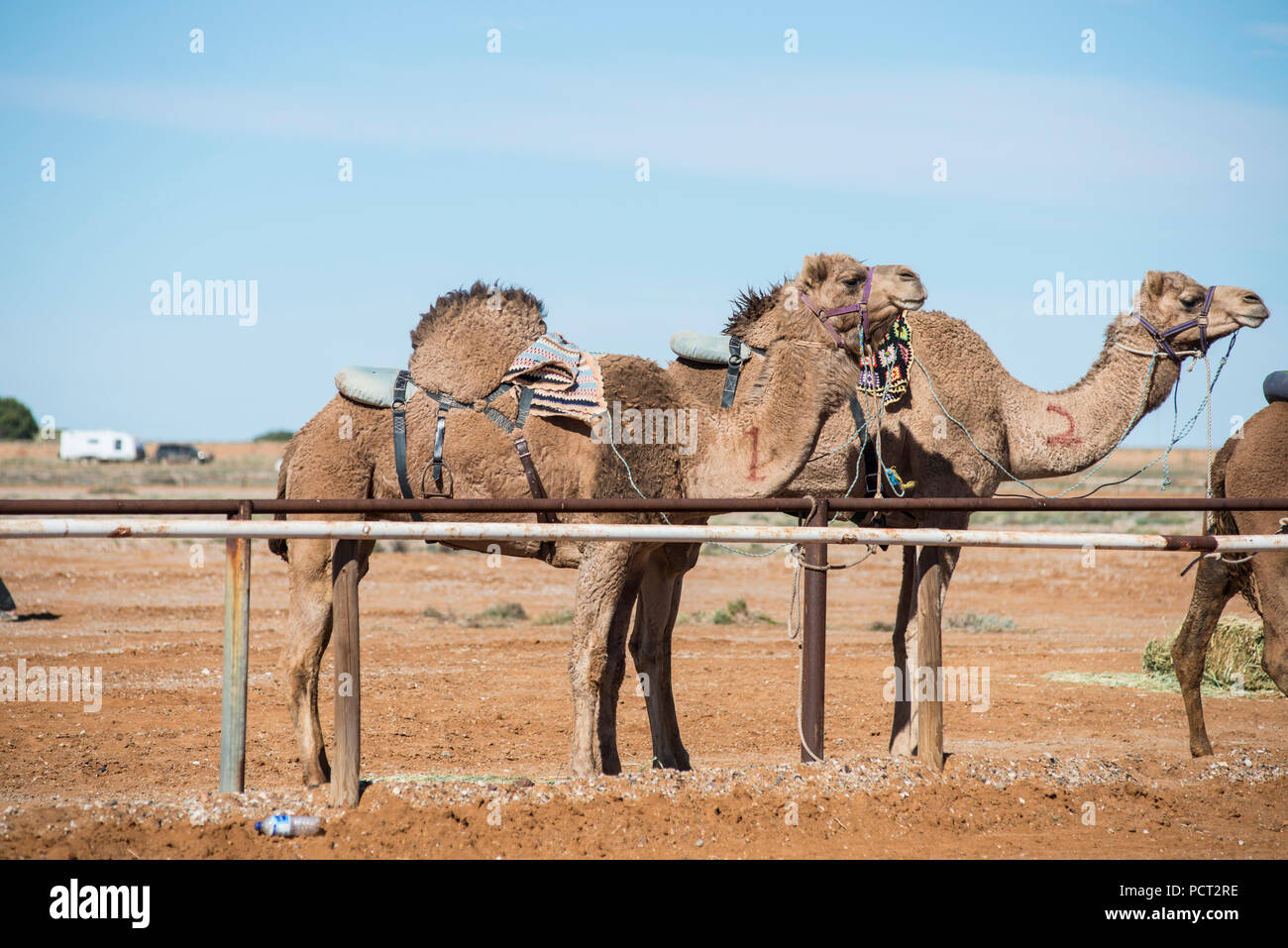 Las carreras de camellos, Marree, Outback Australia Foto de stock