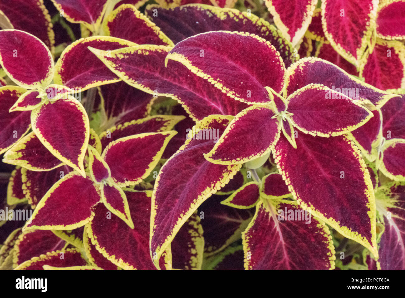 Plantas de sombra fotografías e imágenes de alta resolución - Alamy
