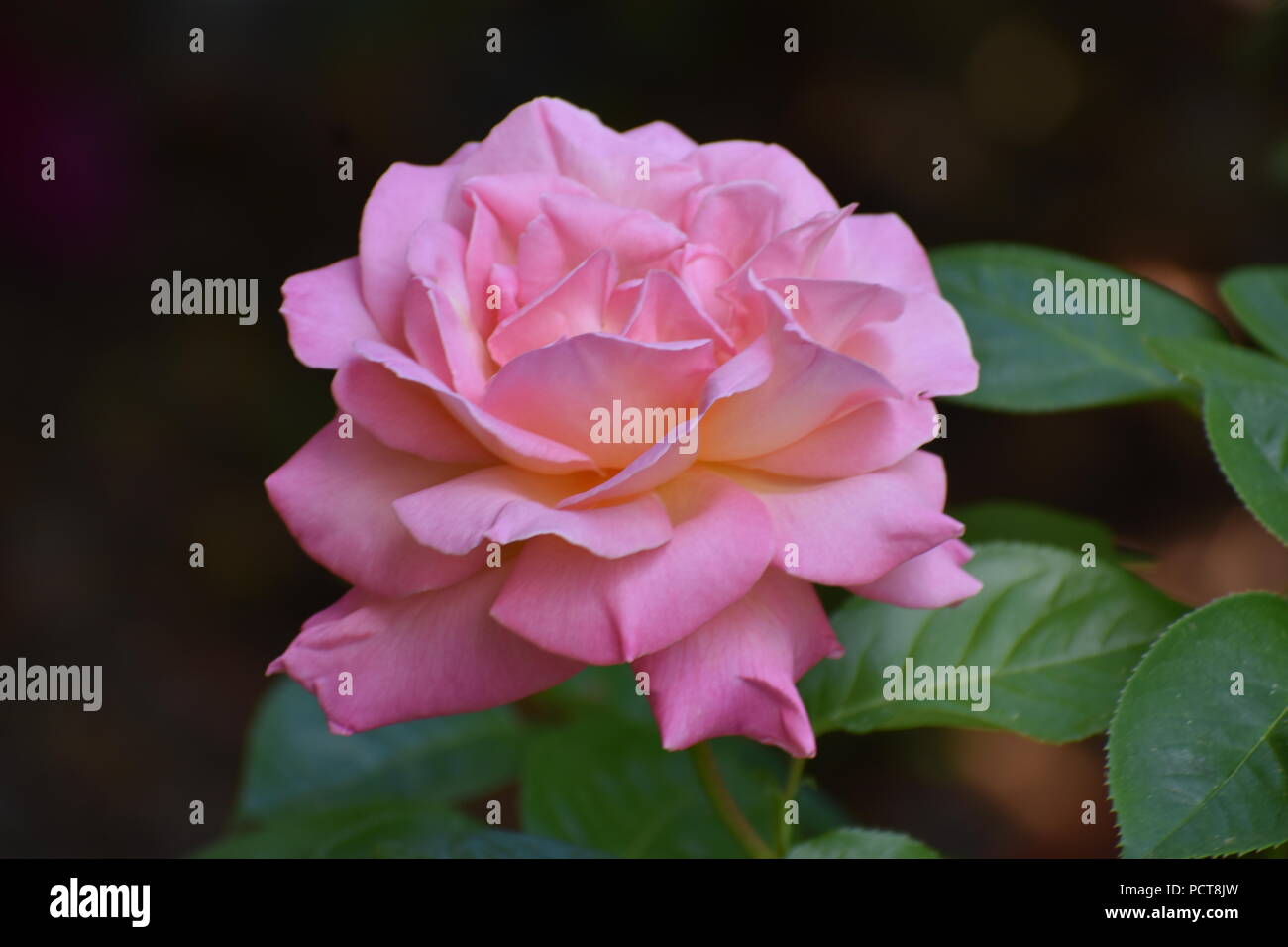 Solo gran rosa con pétalos de rosa y hojas de color verde oscuro en un fondo oscuro Foto de stock