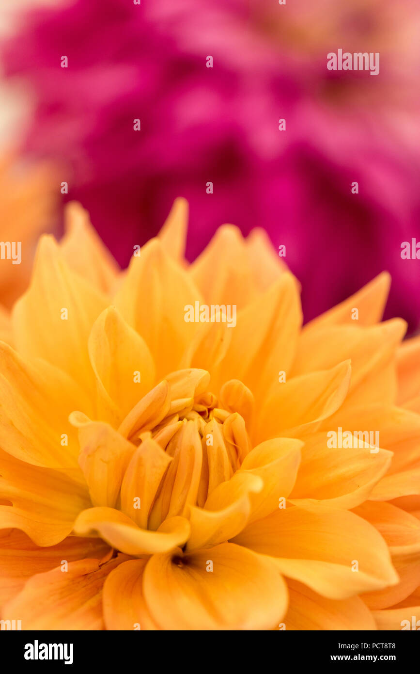 La flor nacional de mexico fotografías e imágenes de alta resolución