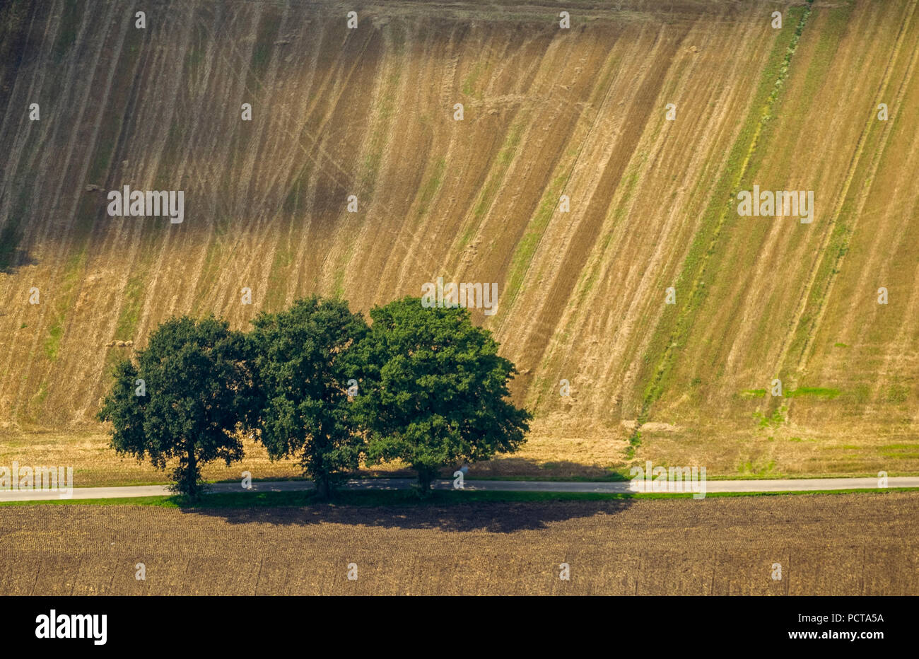 Foto aérea, tres árboles de hoja caduca, el grano cosechado campo, Moers, área de Ruhr, Renania del Norte-Westfalia, Alemania Foto de stock