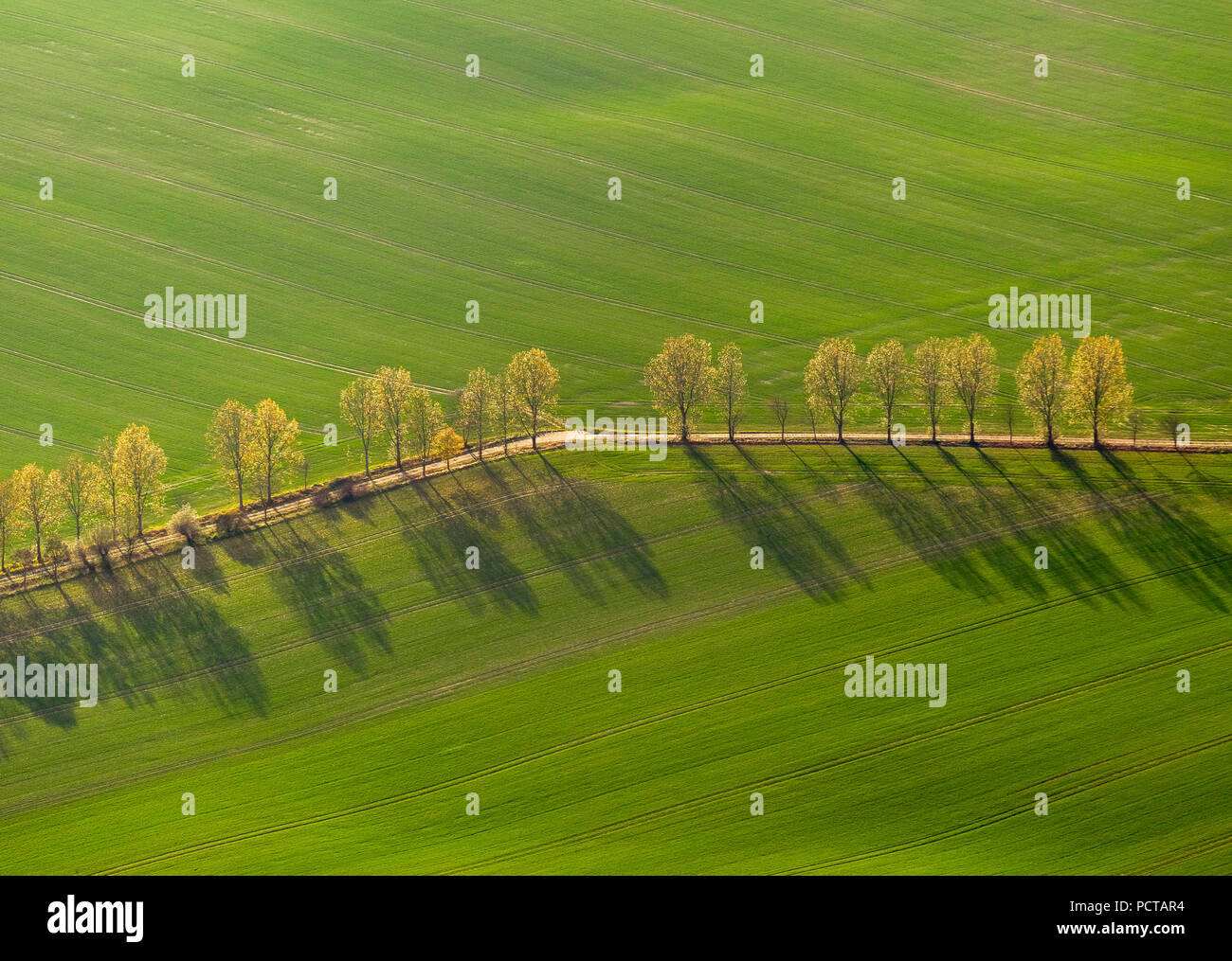 La avenida de árboles entre verdes campos, Stavenhagen, Müritz Lakeland, Mecklenburg-West Pomerania, Alemania Foto de stock