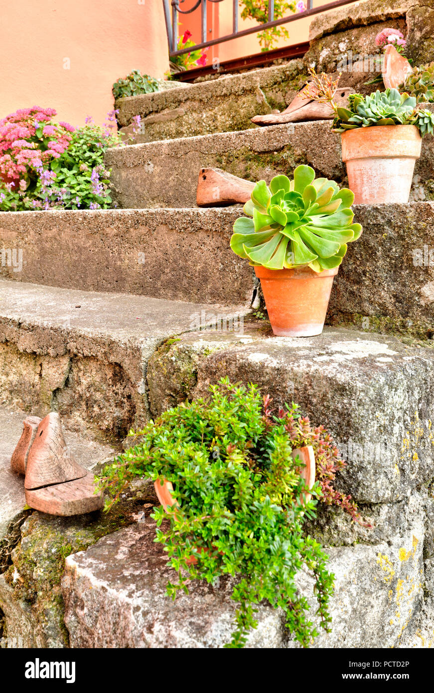 Plantas Suculentas, plantas verdes, Pot, escaleras, Idilio, Passau, Baja Baviera, Alemania Foto de stock