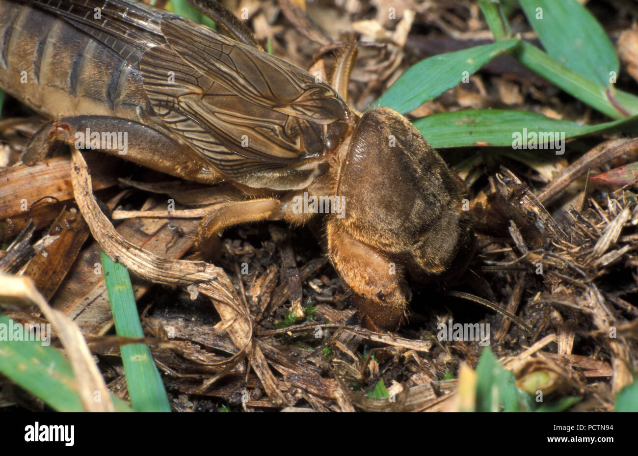 Los grillos topo son miembros de la familia de insectos Gryllotalpidae, en el orden Orthoptera (saltamontes, langostas y grillos) Foto de stock