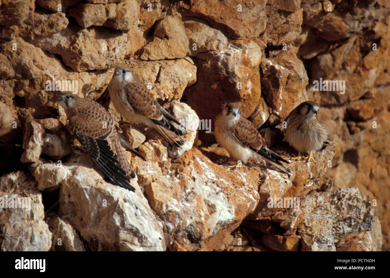 Los menores NANKEEN cernícalos (Falco cenchroides) posado en la cara de la roca, de Nullarbor, en Australia occidental. Foto de stock