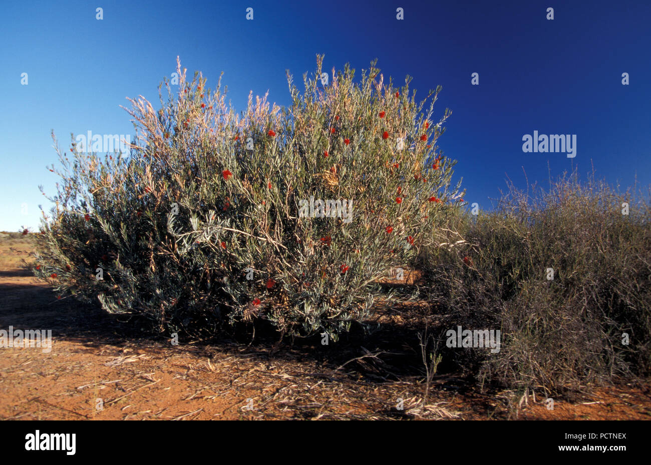 Menor (BOTTLEBRUSH CALLISTEMON PHOENICEUS) Goldfields, Australia Occidental Foto de stock