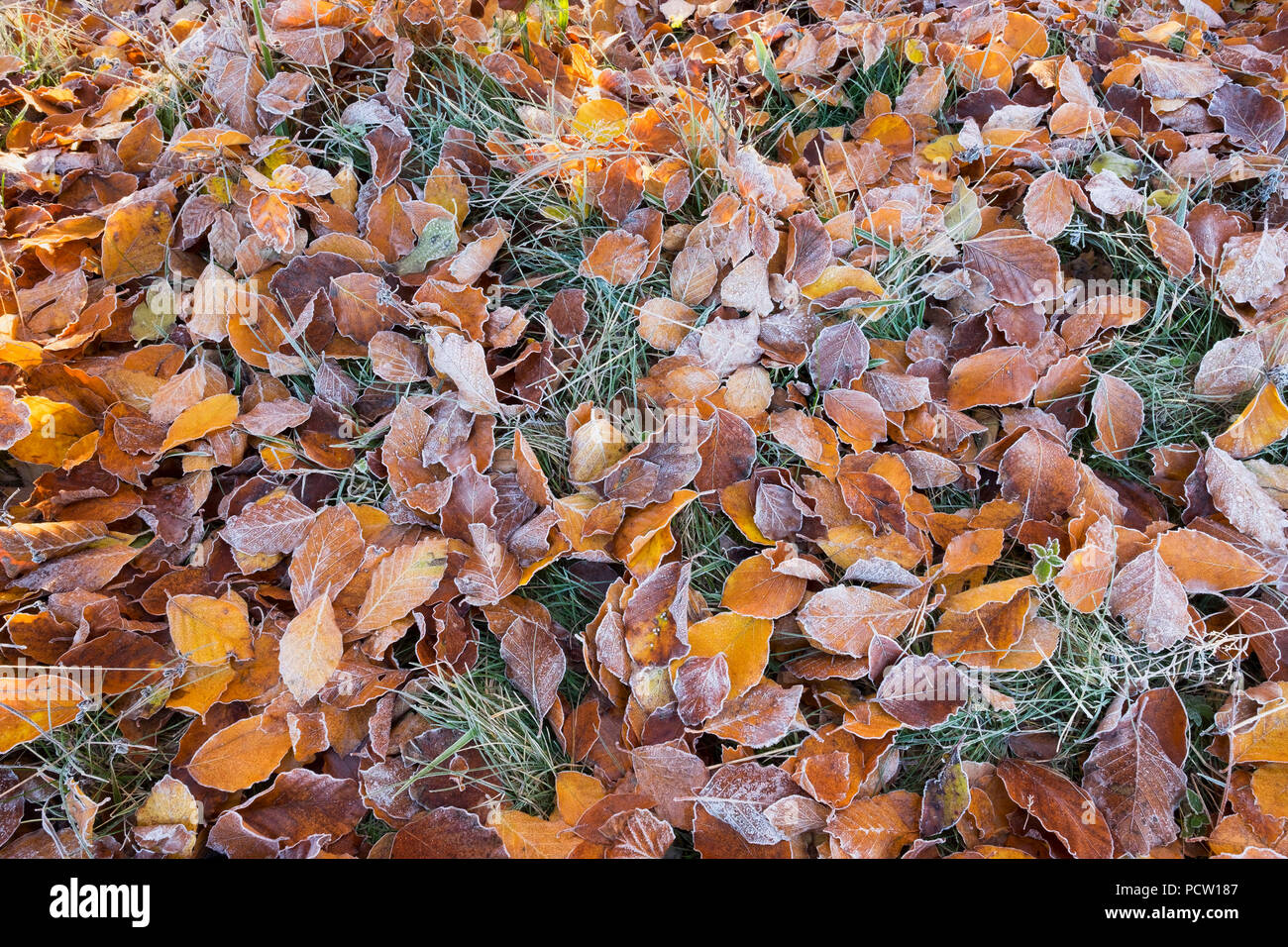 Beech hojas con escarcha sobre pradera, Icking, Alta Baviera, Baviera, Alemania Foto de stock