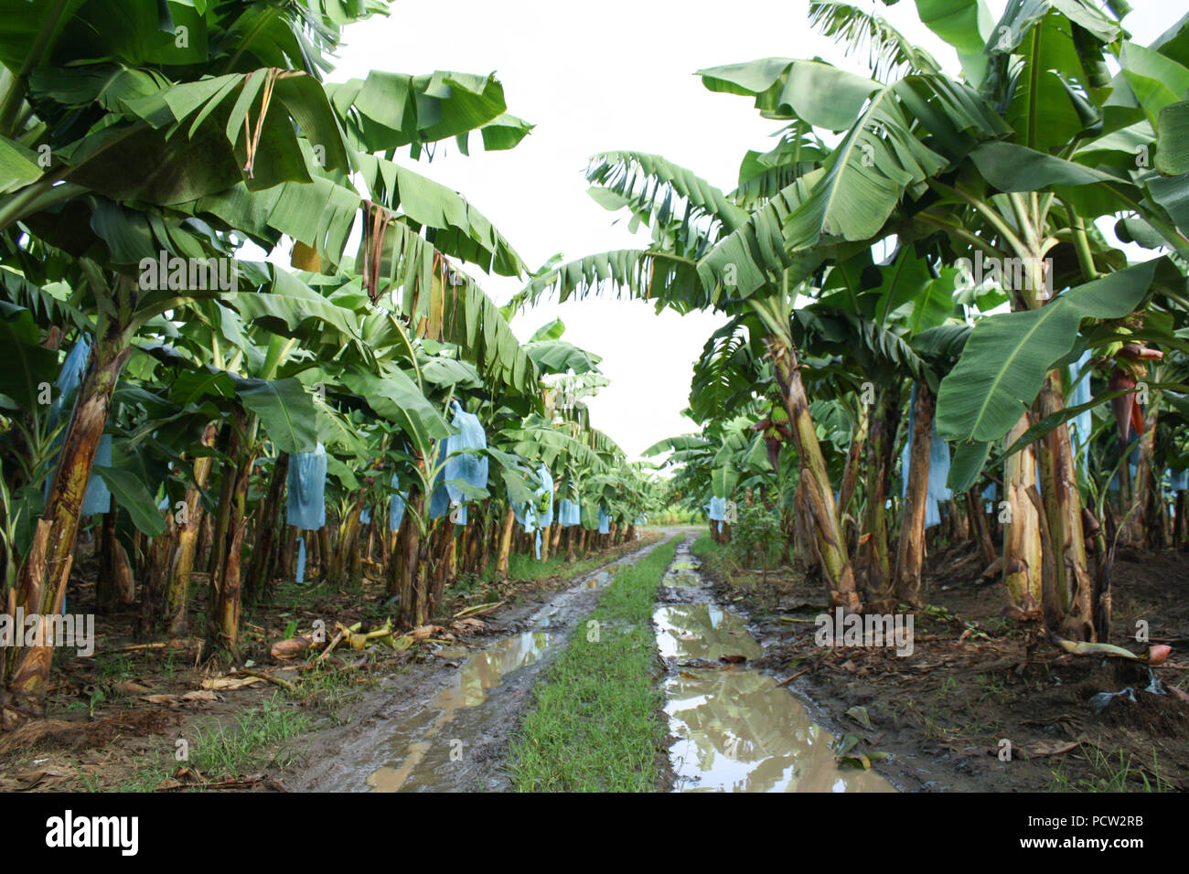 Los racimos de bananas y flores. Foto de stock