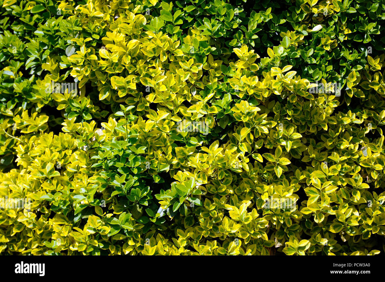 Arbusto de husillo de la Emerald Gold variedad de fácil cuidado, un arbusto ornamental en el jardín, también conocido como un hormigueo de husillo Foto de stock