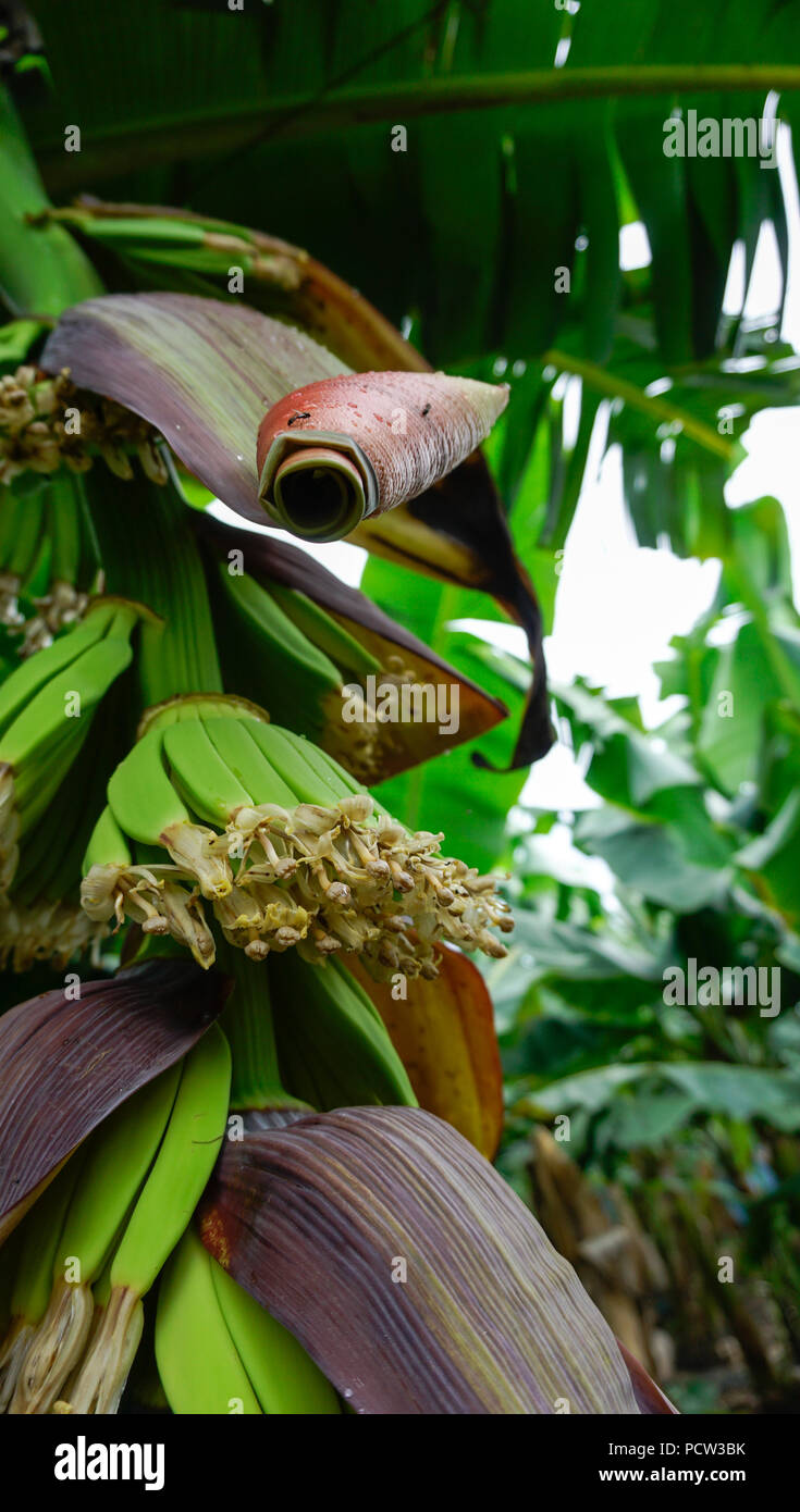 Los racimos de bananas y flores. Foto de stock