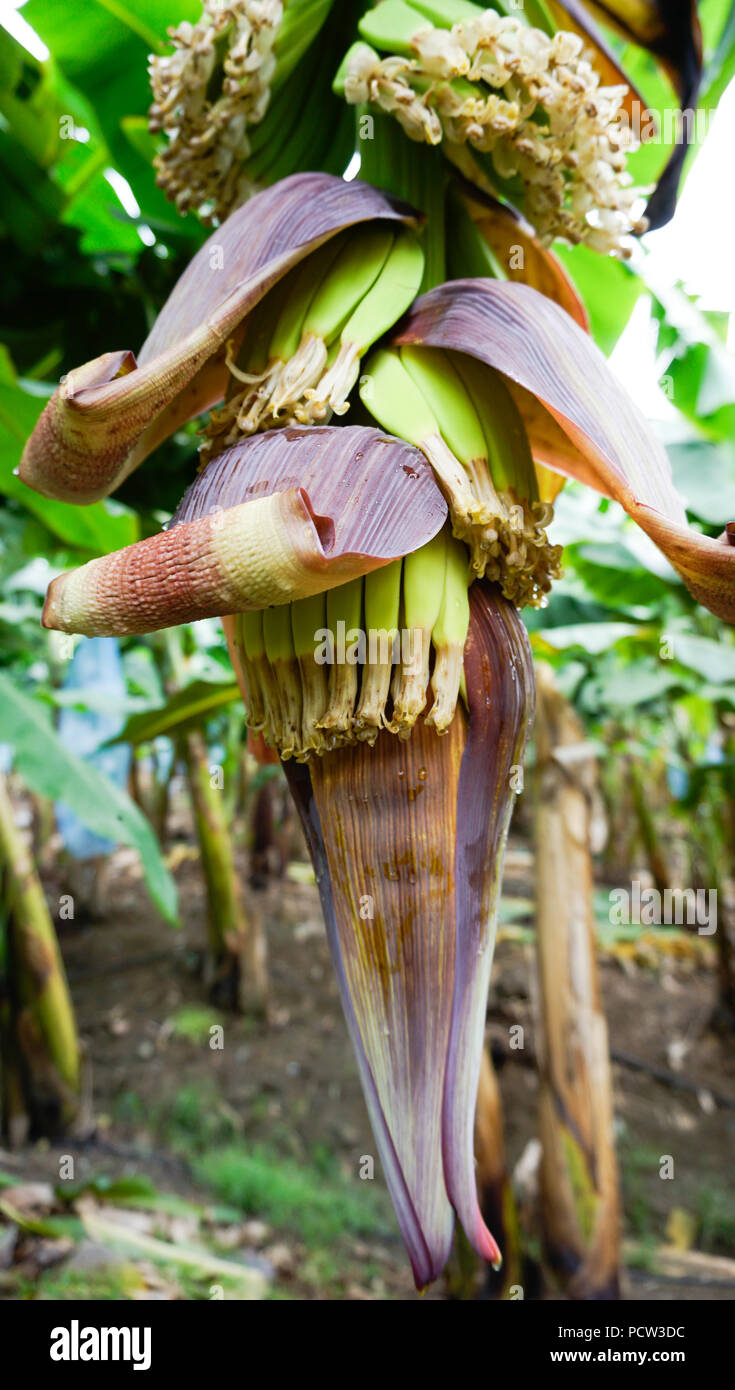 Los racimos de bananas y flores. Foto de stock