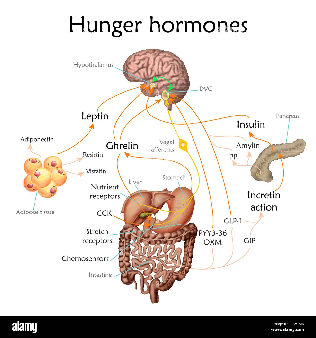 El apetito y el hambre hormonas, ilustración. Foto de stock