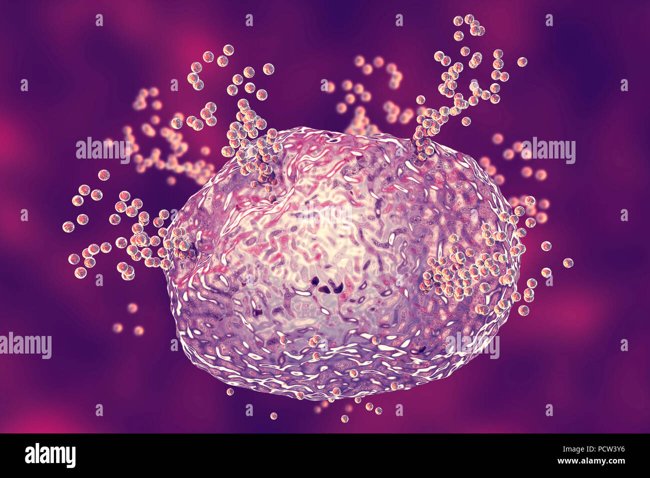 Los mastocitos liberan histamina durante una respuesta alérgica,ordenador ilustración.Los mastocitos son un tipo de leucocitos (glóbulos blancos).contienen los mediadores químicos histamina, serotonina y heparina.Debido a la liberación de histamina de los mastocitos en respuesta a un alergeno, provocando una respuesta inmune inflamatoria localizada.Cuando un alergeno,las células B (no visto) producen anticuerpos que se unen a moléculas receptoras de proteínas en la superficie de la célula del mástil.Cuando dos anticuerpos están interrelacionados con un antígeno de la célula se activa para su liberación de histamina por exocitosis. Foto de stock