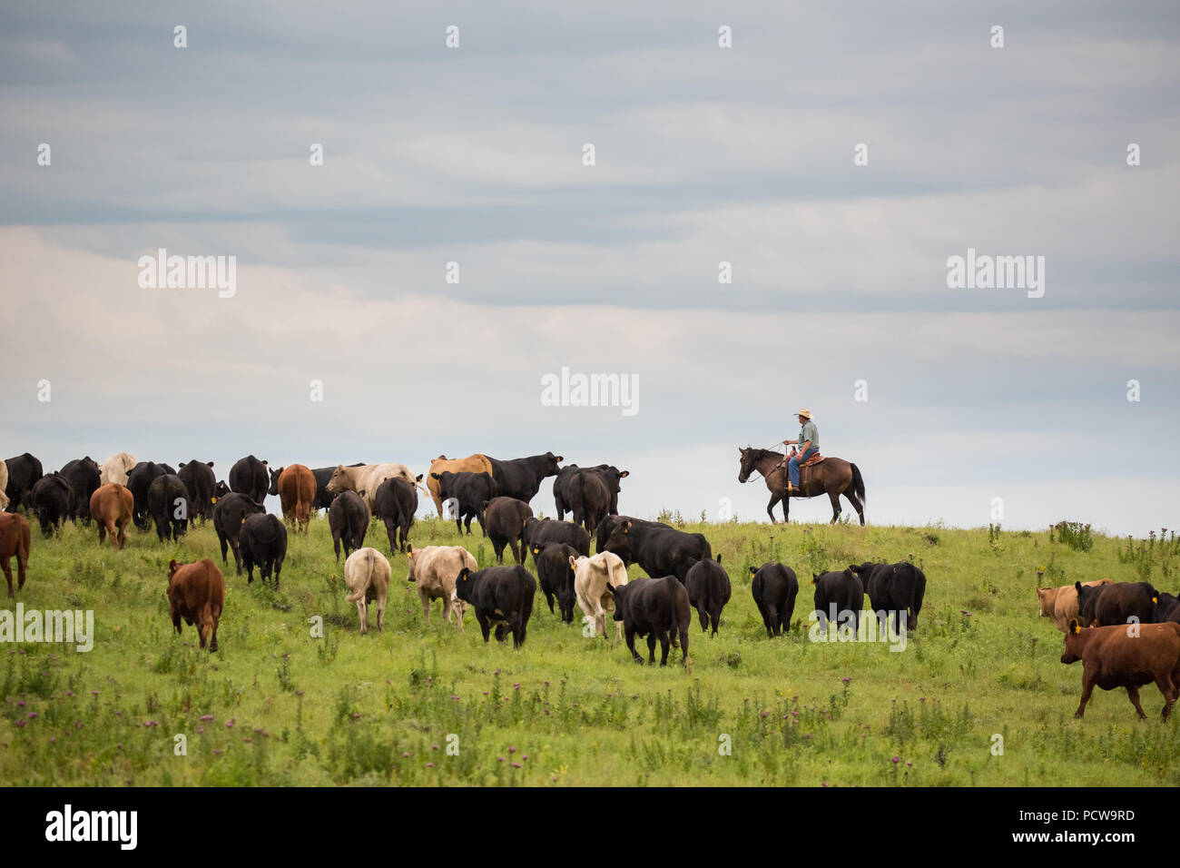 Vista panorámica de los vaqueros redondeo ganado en un rancho, Flint Hills, Kansas, EE.UU. Foto de stock