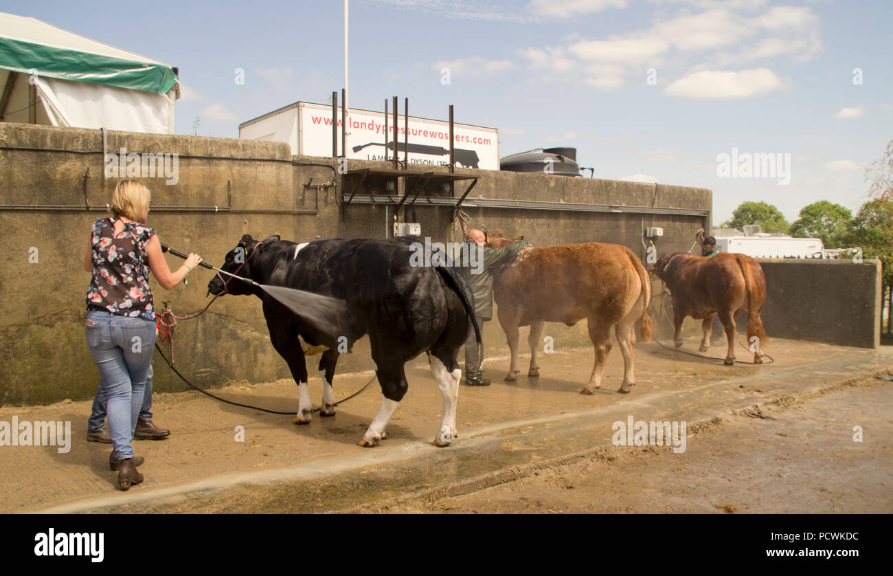 Lavado de ganado en el Gran Show de Yorkshire Foto de stock