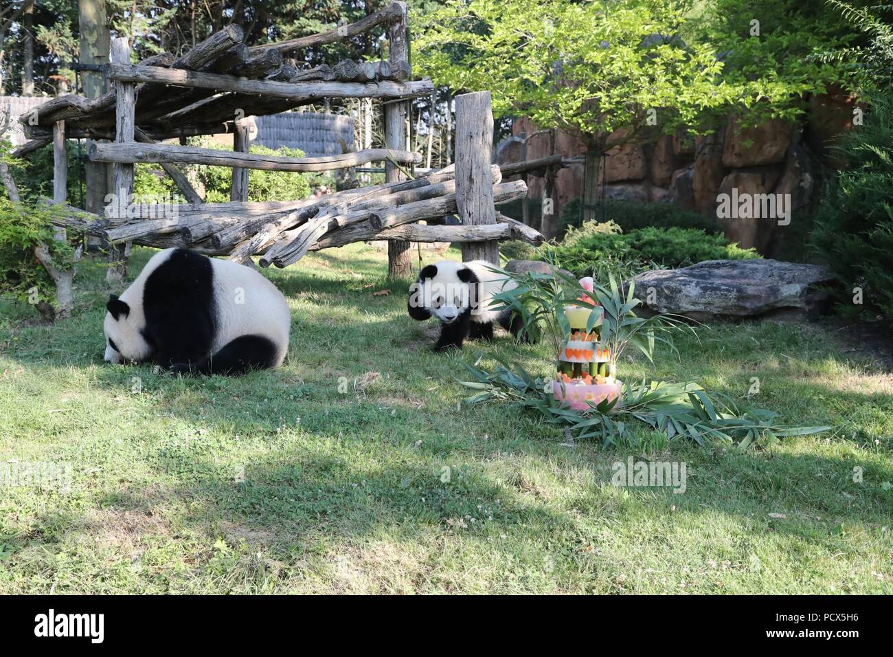 Saint Aignan. 4 de agosto, 2018. El panda gigante de bebé 'Yuan Meng' (R) enfoques su pastel de cumpleaños durante la ceremonia de celebración de su cumpleaños en el ZooParc de Beauval en Saint-Aignan, Francia, el 4 de agosto de 2018. Crédito: ZooParc de Beauval) (lrz/Xinhua/Alamy Live News Foto de stock