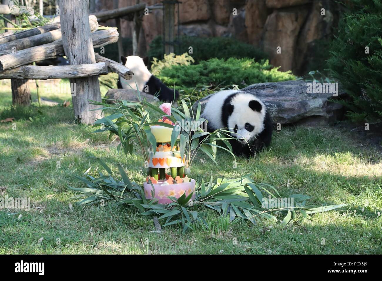 Saint Aignan. 4 de agosto, 2018. El panda gigante de bebé 'Yuan Meng' se acerca a su tarta de cumpleaños durante la ceremonia de celebración de su cumpleaños en el ZooParc de Beauval en Saint-Aignan, Francia, el 4 de agosto de 2018. Crédito: ZooParc de Beauval) (lrz/Xinhua/Alamy Live News Foto de stock