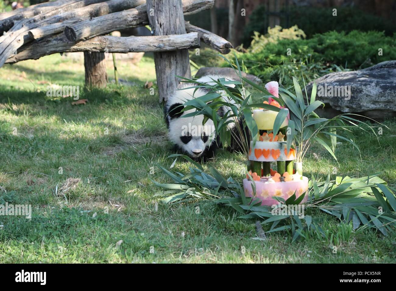 Saint Aignan. 4 de agosto, 2018. El panda gigante de bebé 'Yuan Meng' se acerca a su tarta de cumpleaños durante la ceremonia de celebración de su cumpleaños en el ZooParc de Beauval en Saint-Aignan, Francia, el 4 de agosto de 2018. Crédito: ZooParc de Beauval) (lrz/Xinhua/Alamy Live News Foto de stock