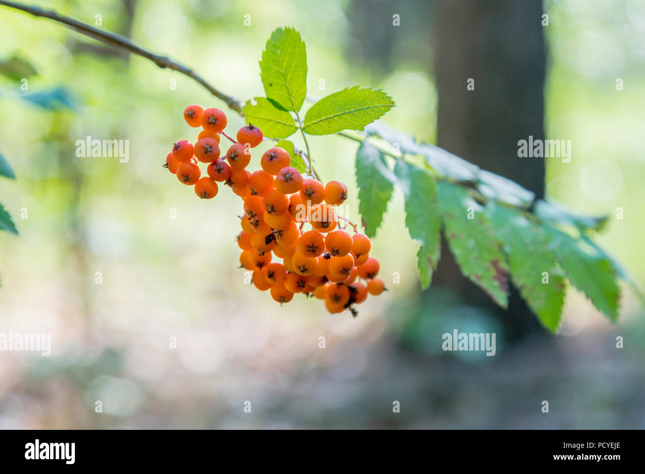 Un puñado de frutos de Montaña Roja ceniza. Rowan bayas, el fresno de  montaña (Sorbus) árbol con bayas maduras Fotografía de stock - Alamy