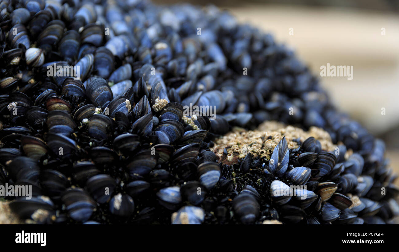 Vivid azul común mejillones (Mytilus edulis) multitud una roca expuesta por una marea baja en Newquay, Cornwall Foto de stock