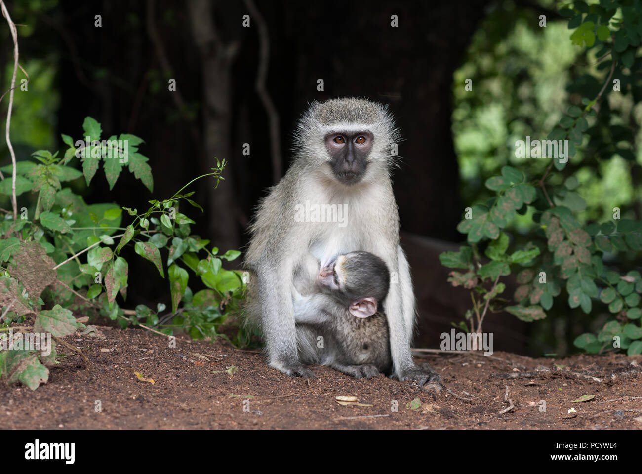 Mono plateado fotografías e imágenes de alta resolución - Alamy
