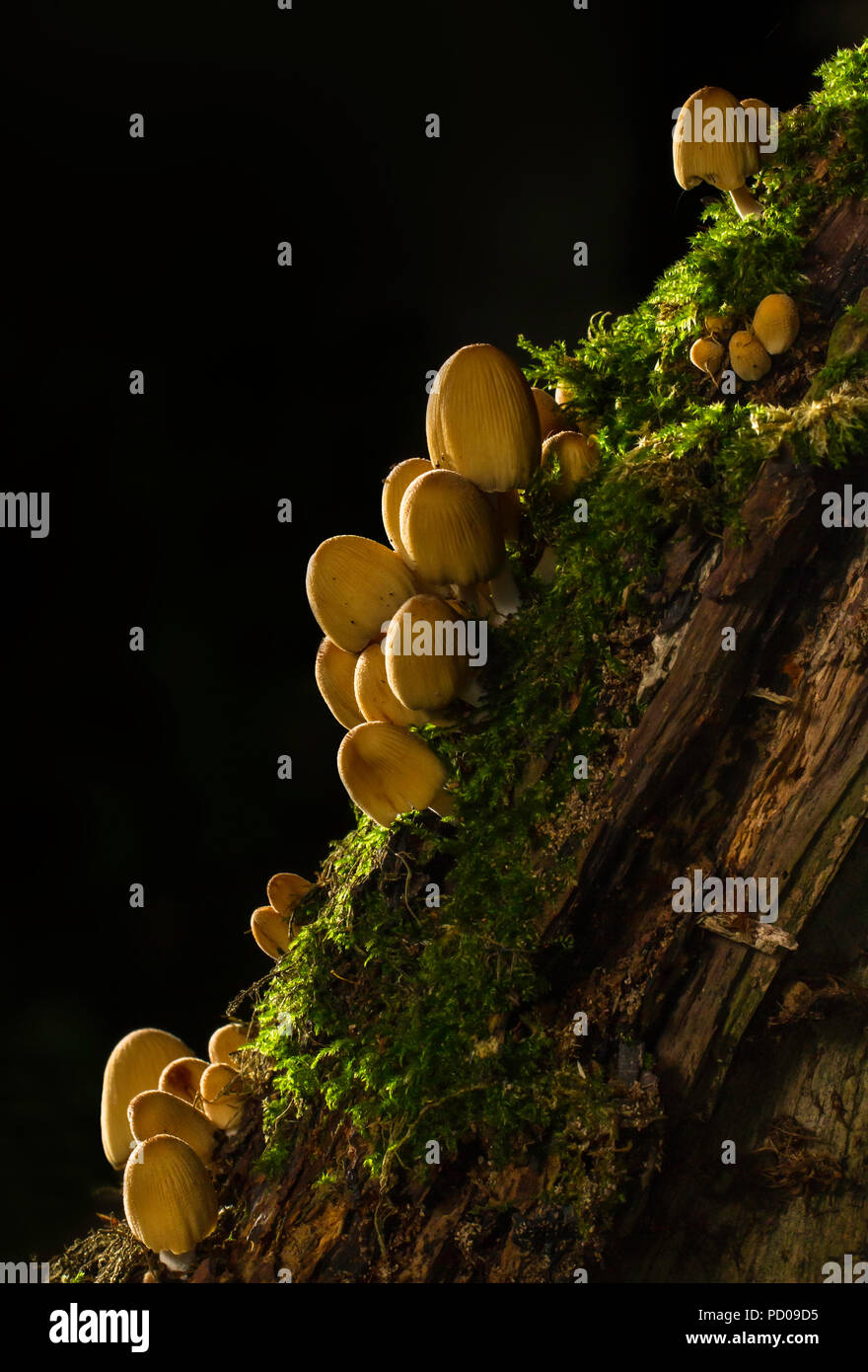 Grupo de hongos, o relucientes Inkcap micaceus Coprinellus, crece en el tocón de un árbol caído. Foto de stock