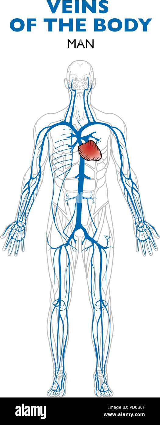 Las venas en el cuerpo, la anatomía, el cuerpo humano. Las venas son vasos  sanguíneos que transportan la sangre hacia el corazón Imagen Vector de  stock - Alamy