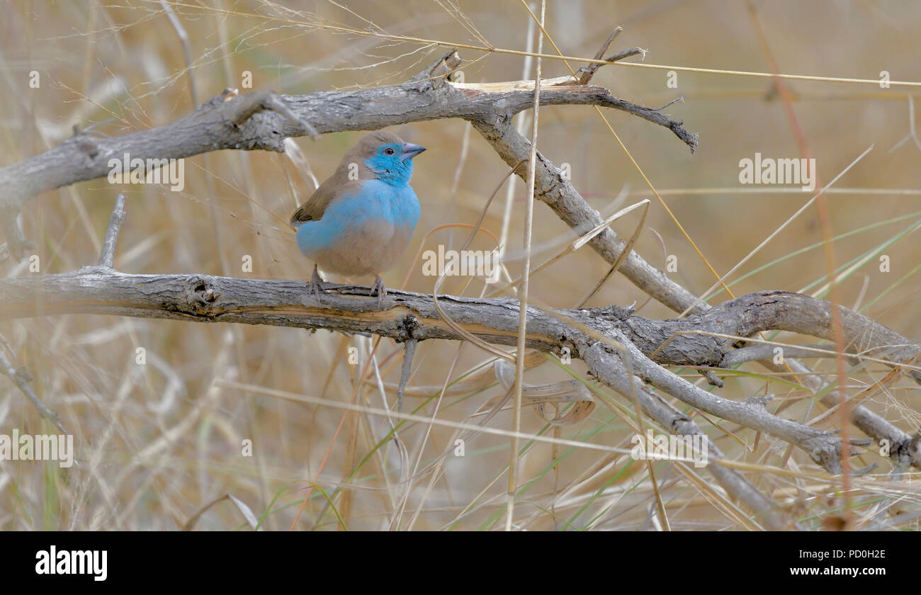 Sudáfrica, un fantástico destino turístico para disfrutar de tercer y primer mundo juntos. Blue waxbill en pasto seco. Foto de stock