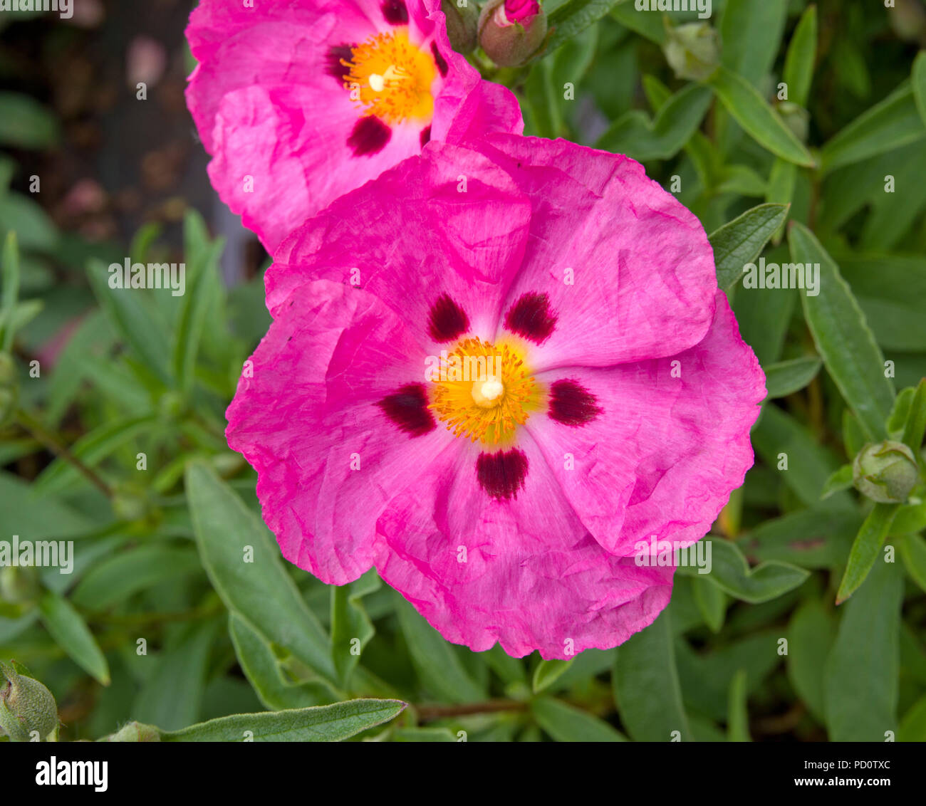 Cistus x purpureus flores púrpura de rock rose Foto de stock