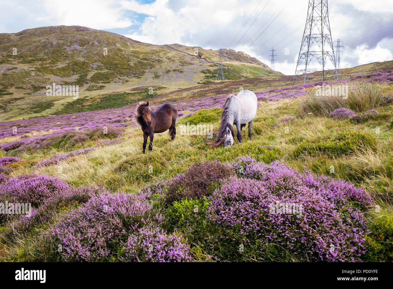Wild Carneddau ponis yegua y potro pastando en floración heather en colinas en el norte del Parque Nacional de Snowdonia en verano. Conwy Llanfairfechan Gales UK Foto de stock
