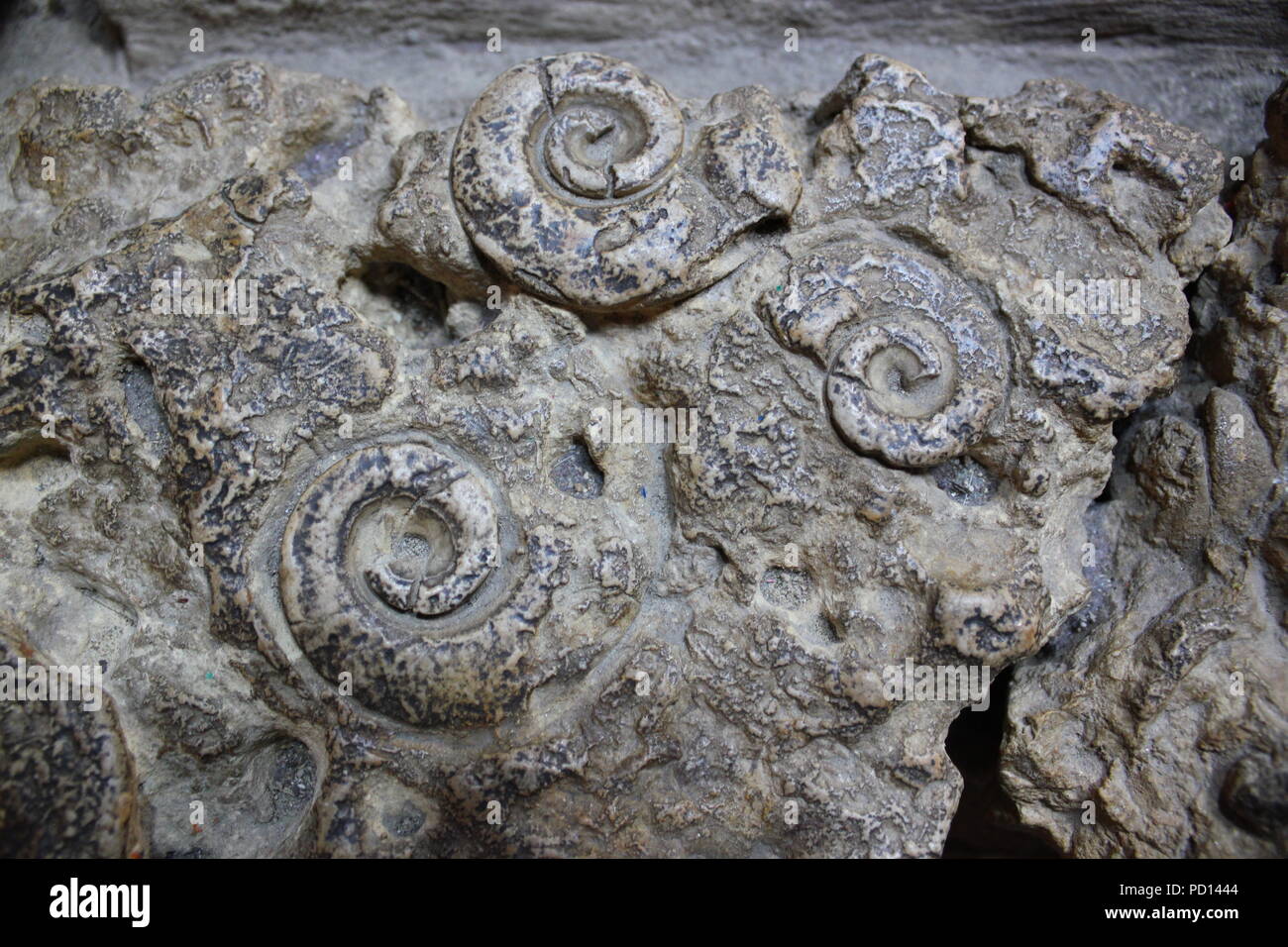 Impresión fosilizada de conchas en hormigón y piedra Fotografía de stock -  Alamy