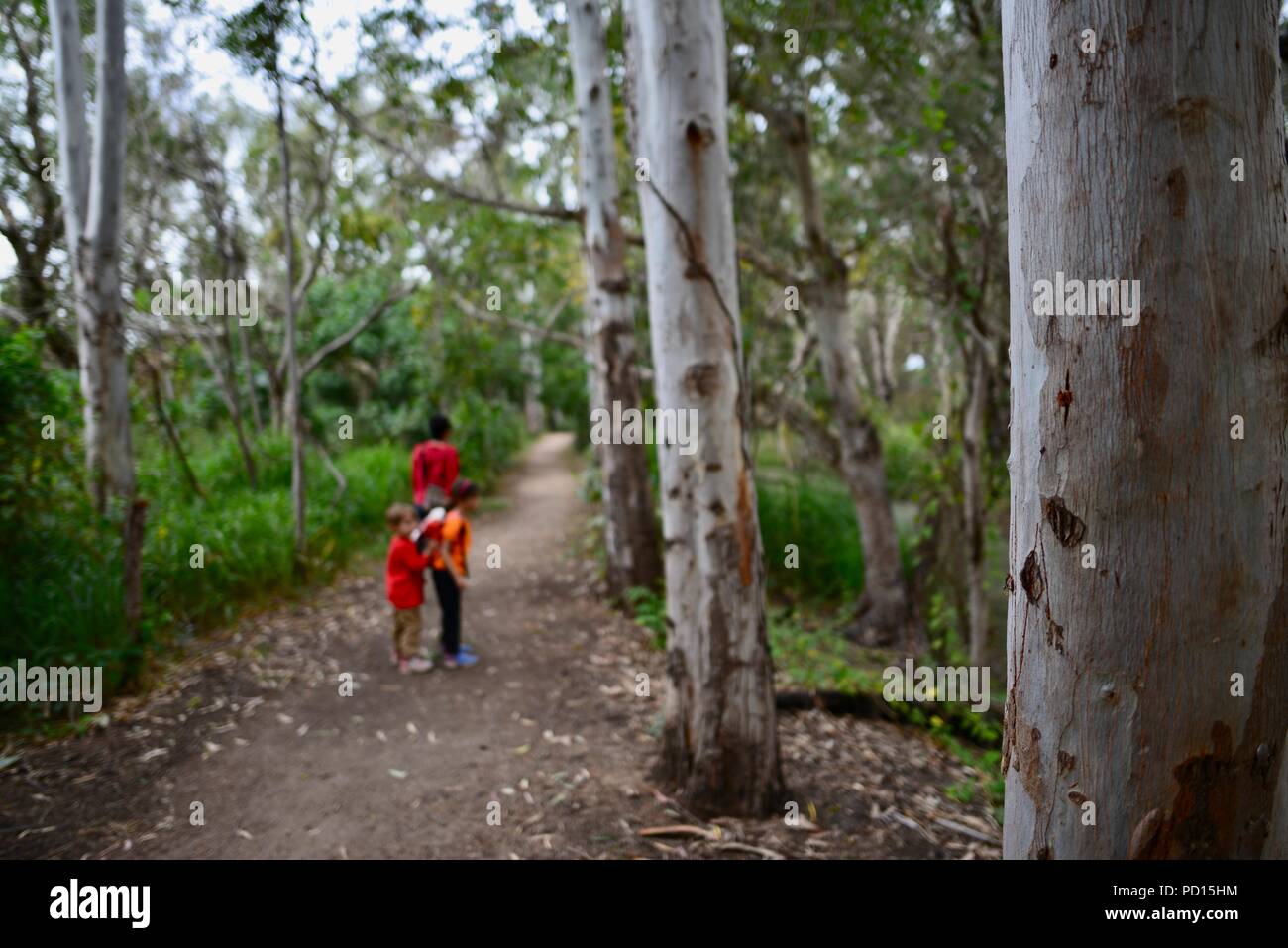 Una madre camina con sus hijos a través de un bosque, Booroona sendero en el Ross River, Rasmussen QLD 4815, Australia Foto de stock