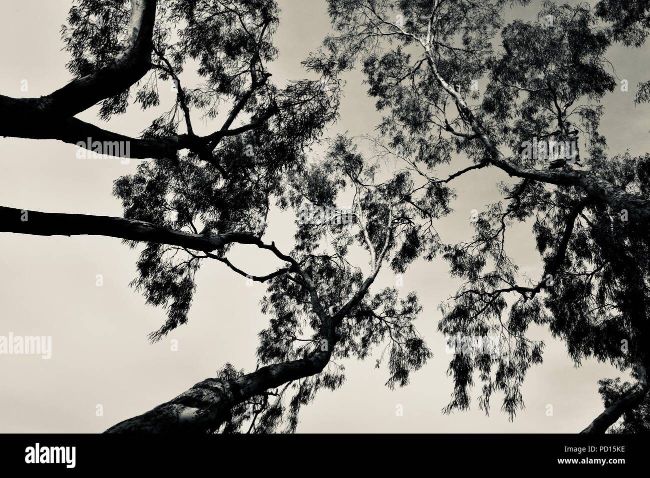 Árboles de té en blanco y negro buscando en el dosel, Booroona sendero en el Ross River, Rasmussen QLD 4815, Australia Foto de stock