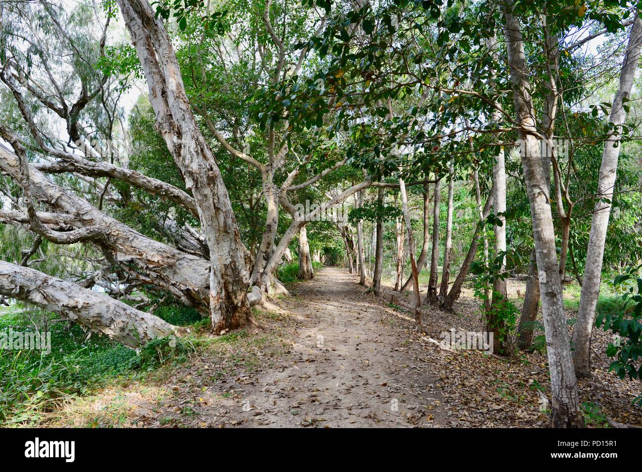 Melaleucas Paperbark o creciendo cerca de un río, Booroona sendero en el Ross River, Rasmussen QLD 4815, Australia Foto de stock