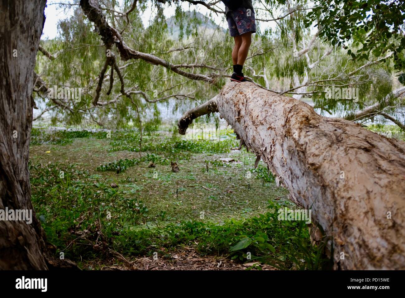 Melaleucas Paperbark o creciendo cerca de un río, Booroona sendero en el Ross River, Rasmussen QLD 4815, Australia Foto de stock