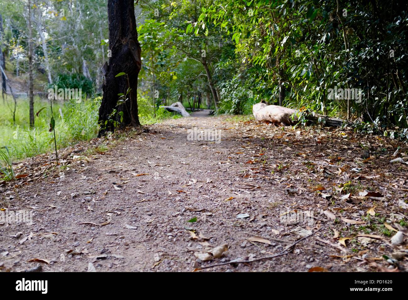 La ruta de acceso en la ruta de senderismo Booroona en el Ross River, Rasmussen QLD 4815, Australia Foto de stock